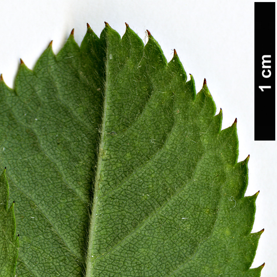 High resolution image: Family: Rosaceae - Genus: Rosa - Taxon: corymbifera - SpeciesSub: var. aemoniana